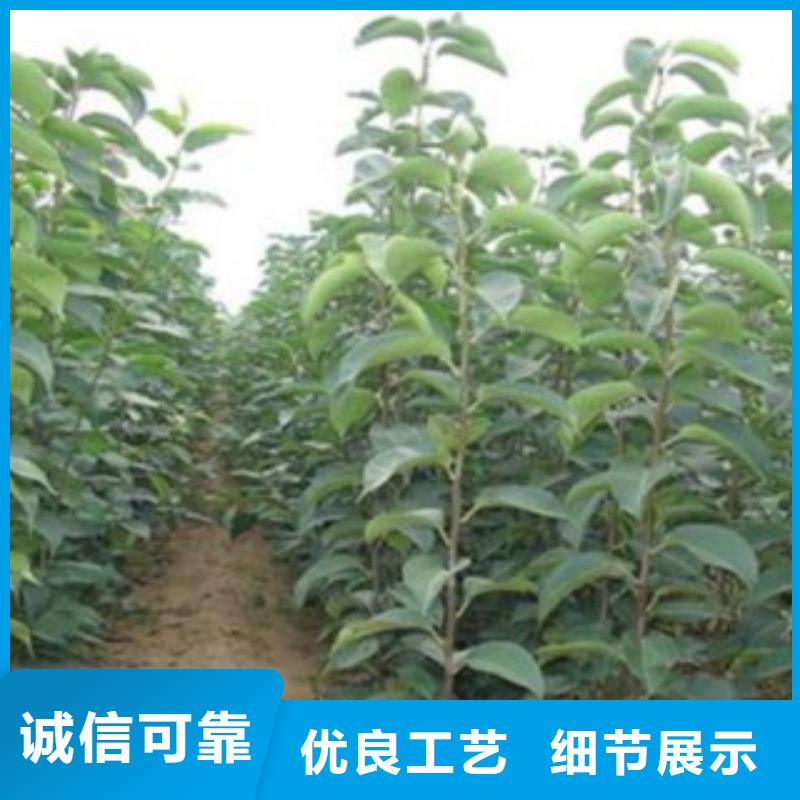 【梨树苗苹果苗应用广泛】