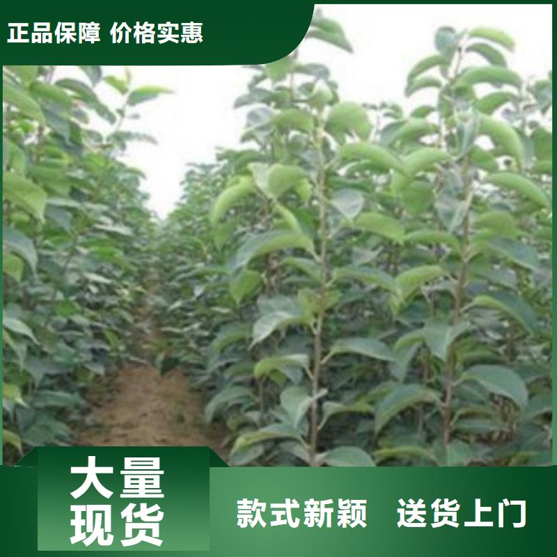 【梨树苗苹果苗应用广泛】