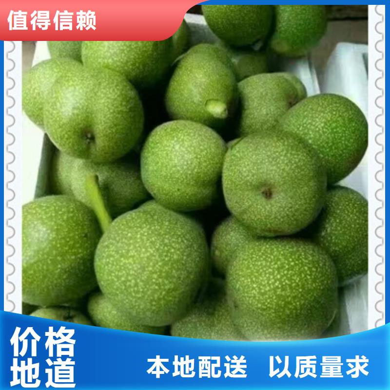 核桃苗_蓝莓苗供您所需