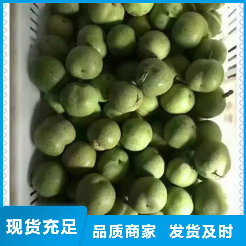 【核桃苗】桃树苗匠心工艺