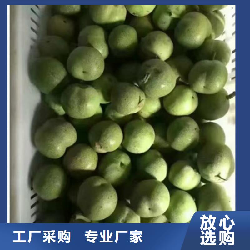 核桃苗苹果苗产品性能