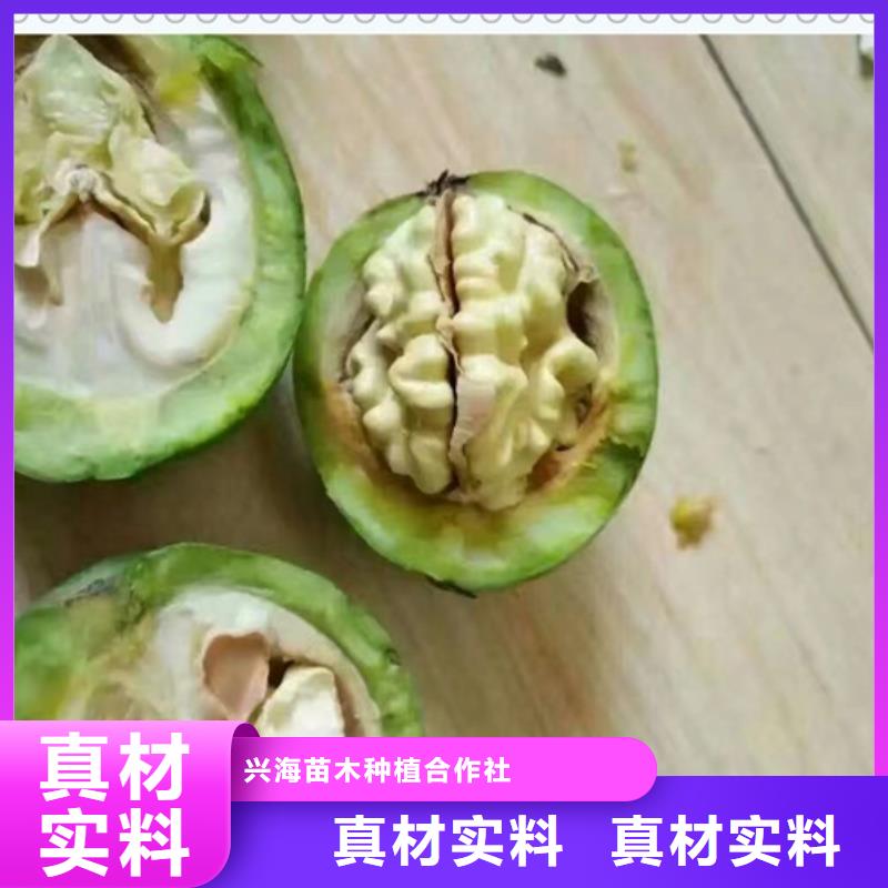 核桃苗,梨树苗您身边的厂家