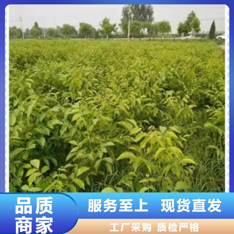 【核桃苗】桃树苗匠心工艺