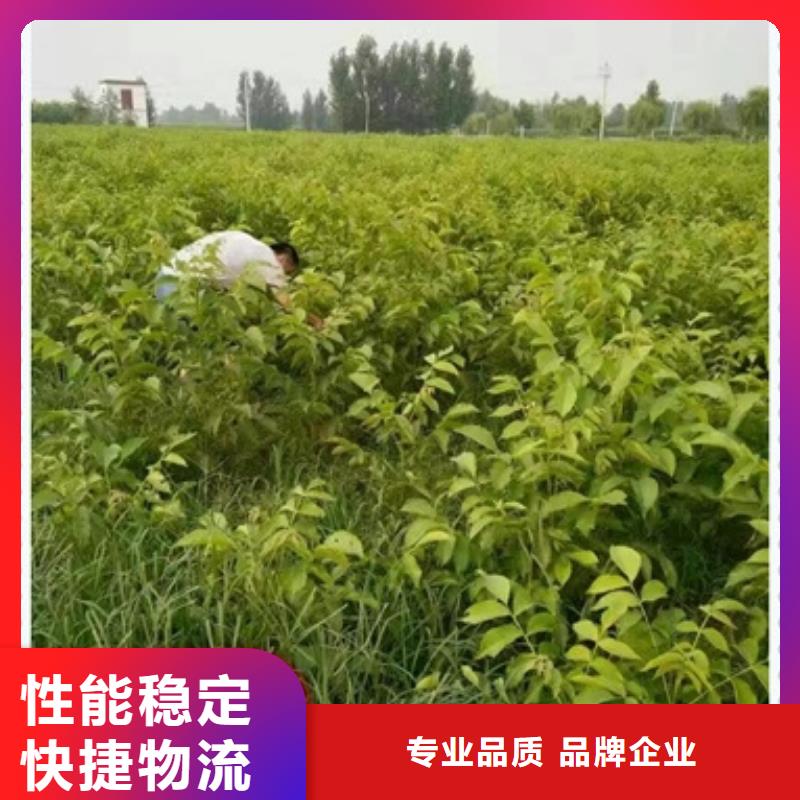 核桃苗,梨树苗保障