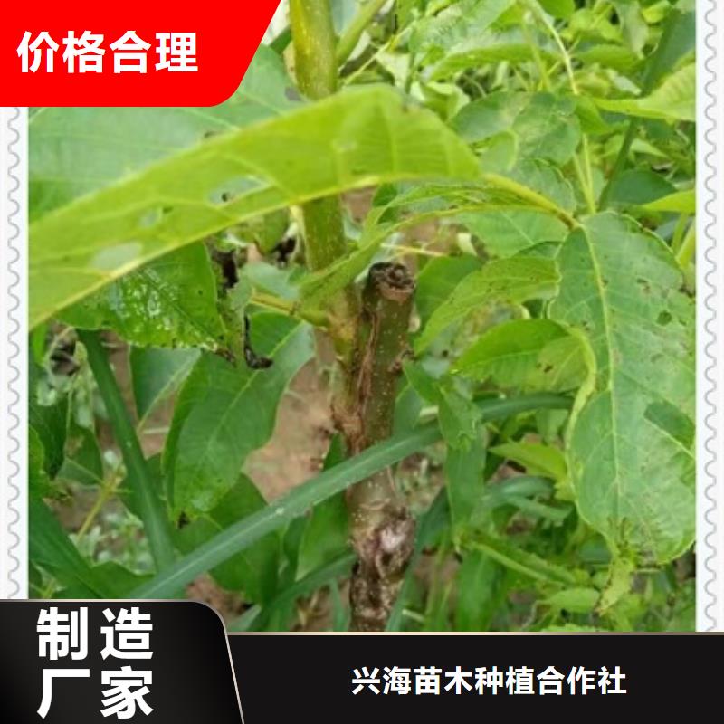 核桃苗梨树苗按需定制
