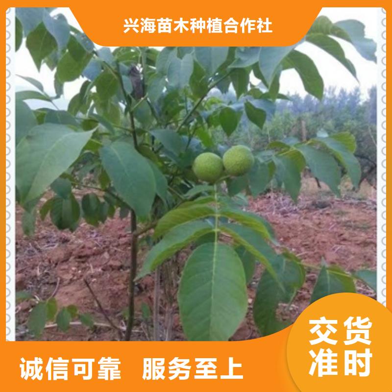 核桃苗【梨树苗】国标检测放心购买