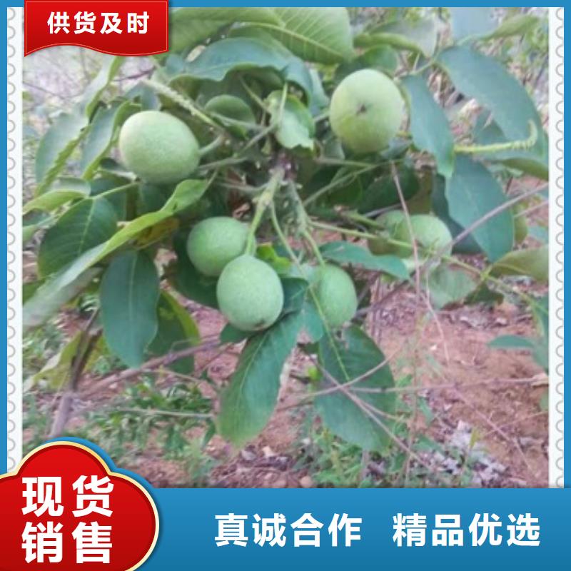 【核桃苗】桃树苗匠心工艺