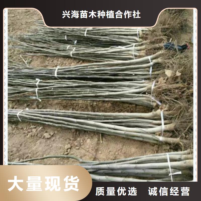 兴海核桃苗-【梨树苗】根据要求定制-业务覆盖区域|盈江|梁河|大理|昭通|丽江|临沧|昆明|迪庆-云商赢企