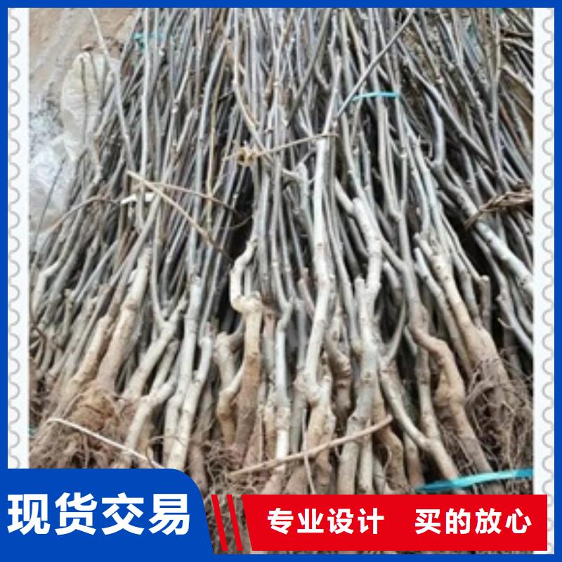 【核桃苗】桃树苗匠心工艺