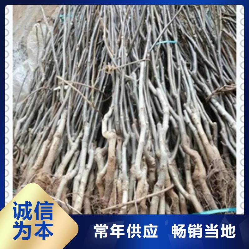 核桃苗_蓝莓苗供您所需