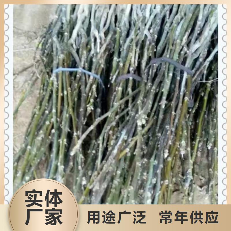 核桃苗,梨树苗保障