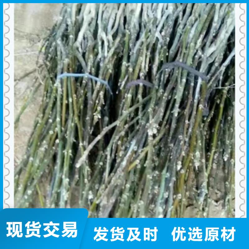 核桃苗梨树苗厂诚信经营