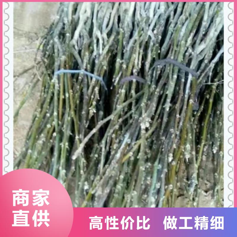 核桃苗_蓝莓苗供您所需