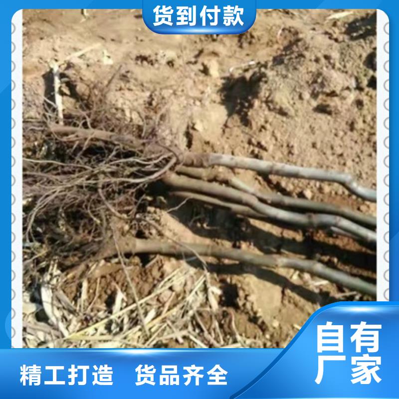 核桃苗【梨树苗】国标检测放心购买