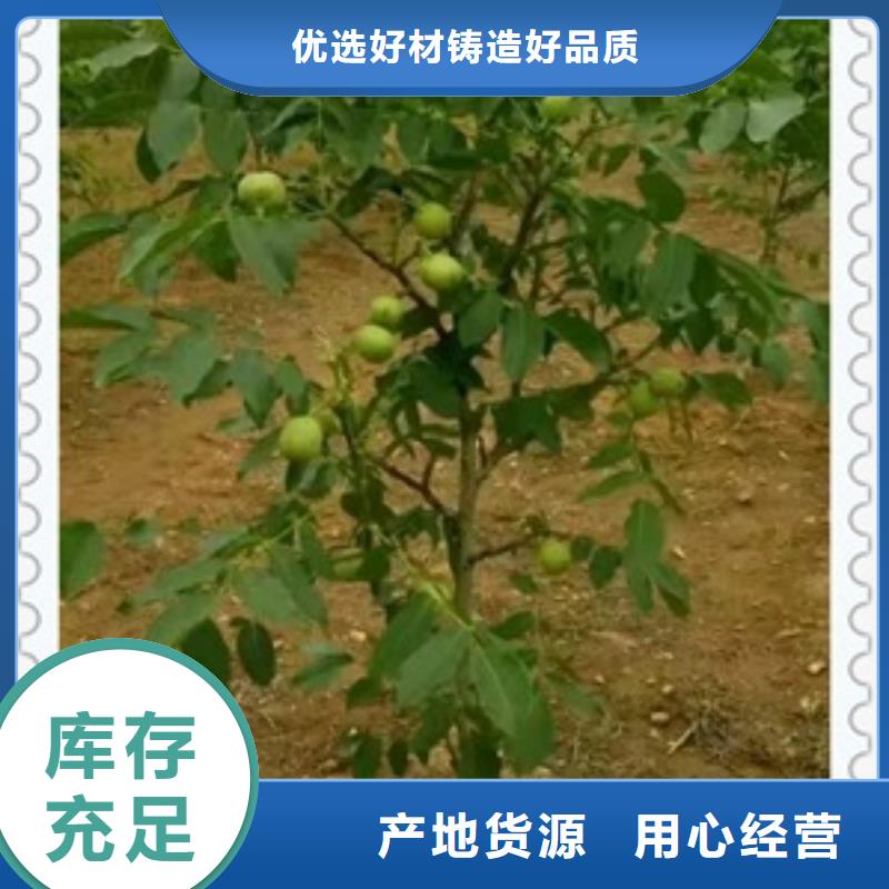 核桃苗,【梨树苗】真材实料加工定制-兴海苗木种植社(泰安市分公司)|覆盖地域宁阳|泰山|济宁|威海|德州|东营