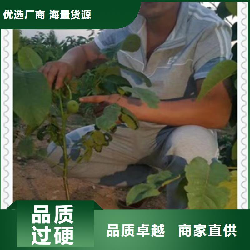 核桃苗梨树苗厂诚信经营