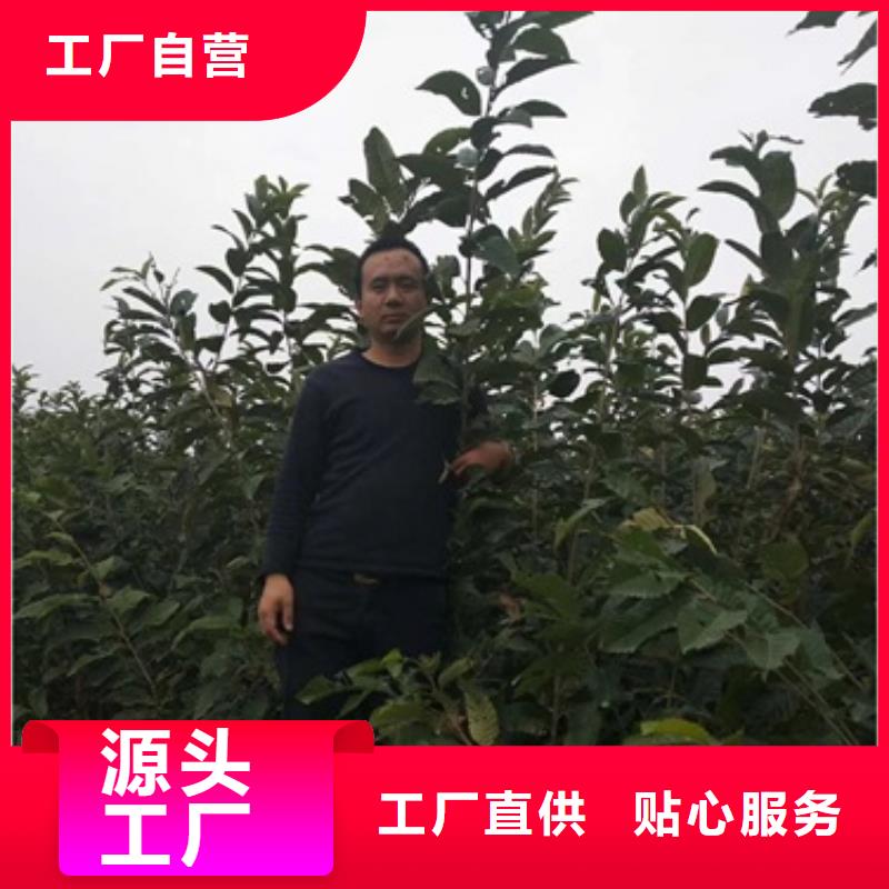 兴海【板栗苗】_蓝莓苗专心专注专业-业务覆盖区域|洛隆|类乌齐|拉萨|日喀则|阿里|那曲-云商赢企
