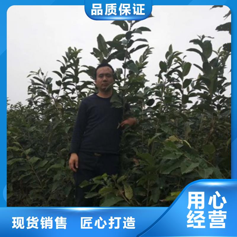 板栗苗,蓝莓苗N年大品牌