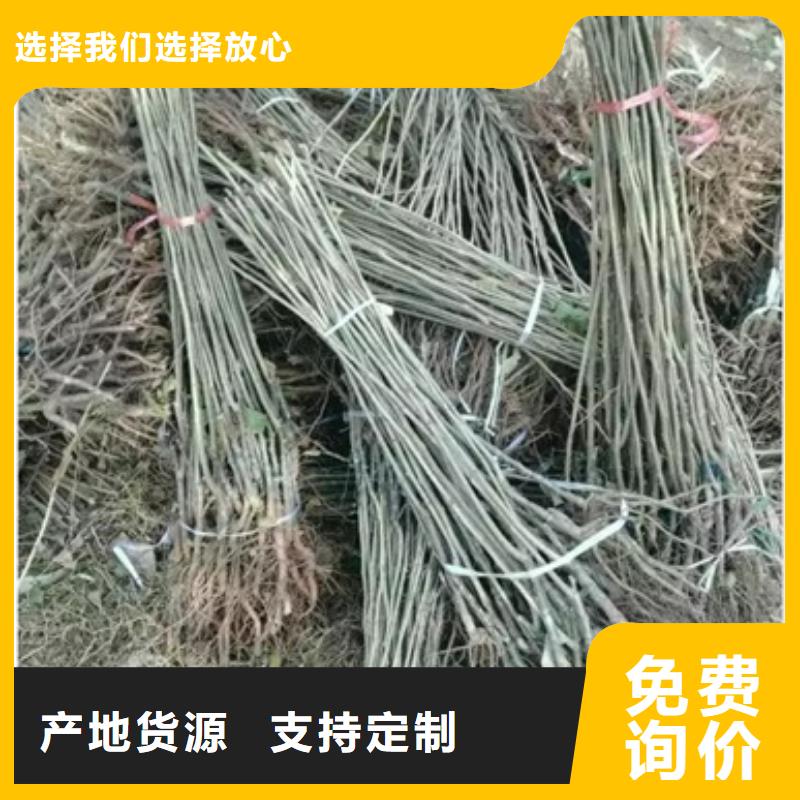 板栗苗梨树苗用的放心