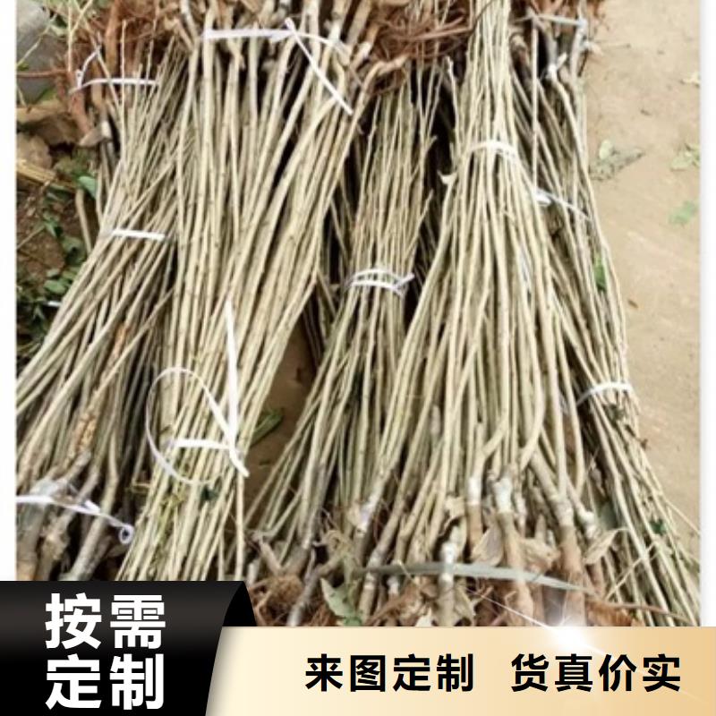 【板栗苗】_葡萄苗厂家规格全兴海