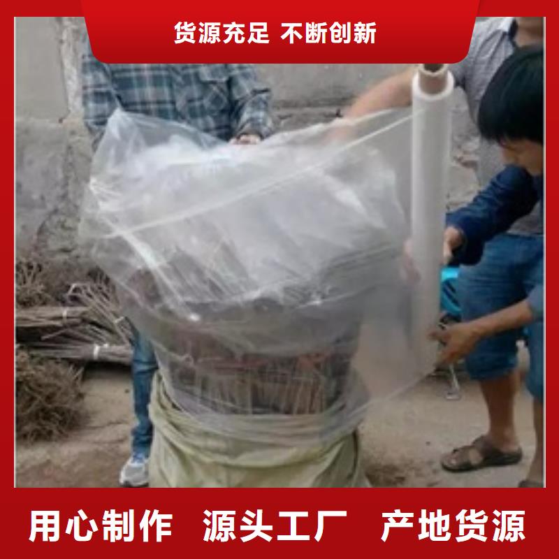 【板栗苗】_葡萄苗厂家规格全兴海