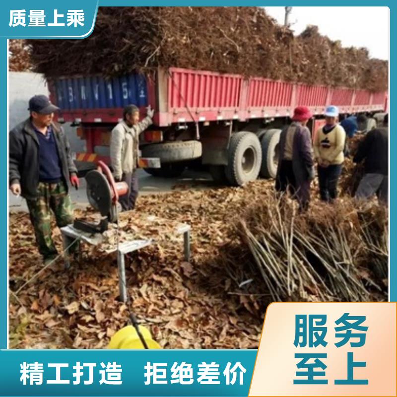 板栗苗苹果苗一件也发货