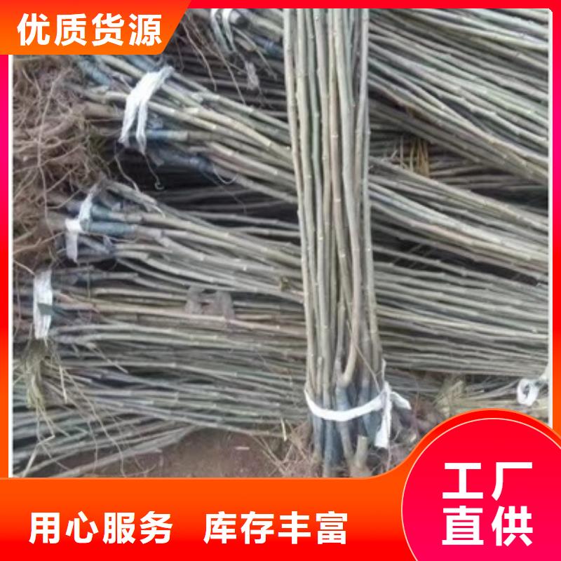 板栗苗花椒苗当地厂家值得信赖