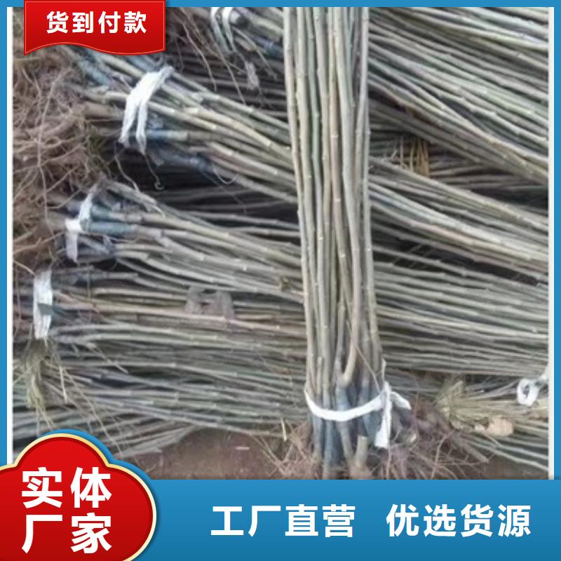 兴海【板栗苗】_蓝莓苗专心专注专业-业务覆盖区域|洛隆|类乌齐|拉萨|日喀则|阿里|那曲-云商赢企