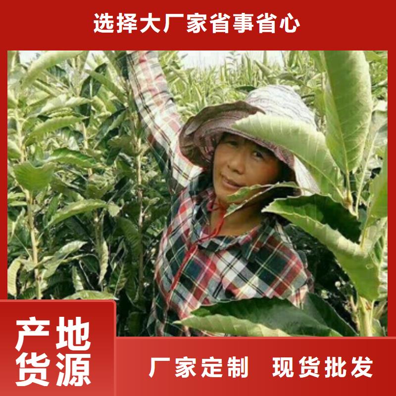 板栗苗花椒苗现货
