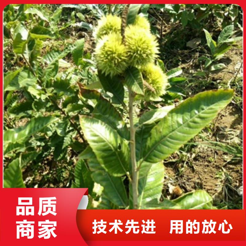 板栗苗-梨树苗核心技术