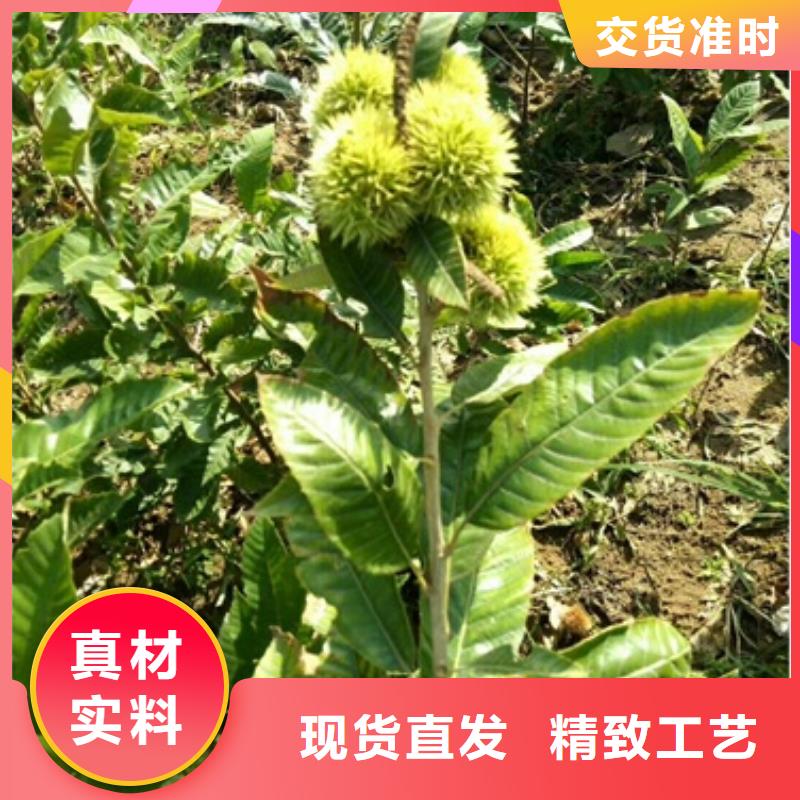 板栗苗花椒苗品质保证