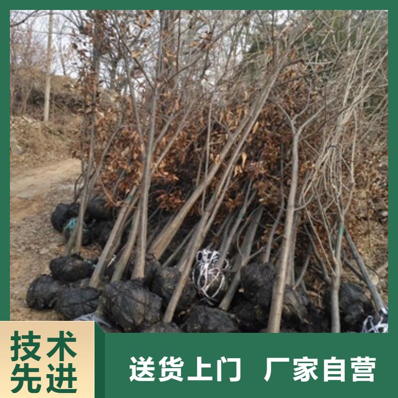 板栗苗花椒苗质优价廉