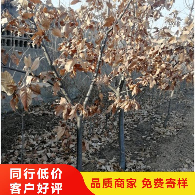 板栗苗花椒苗质优价廉