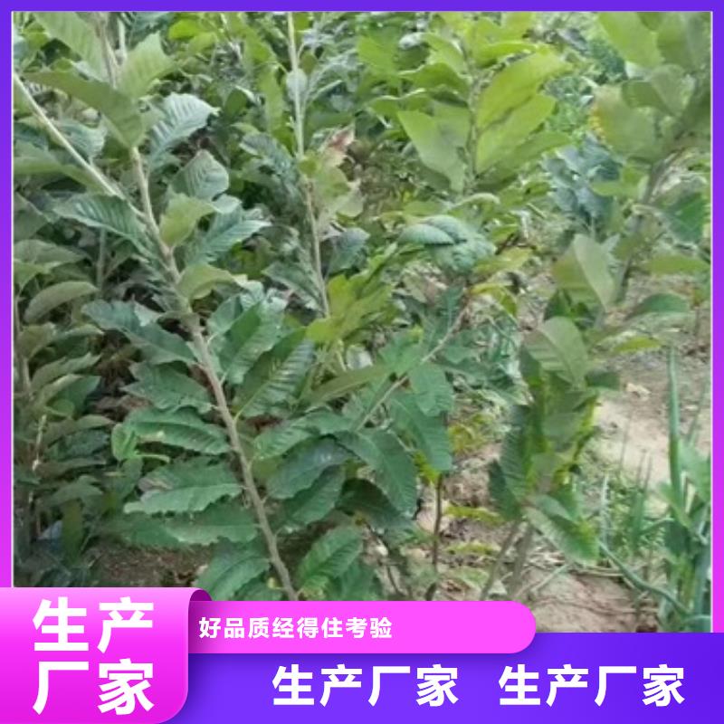 板栗苗蓝莓苗放心得选择