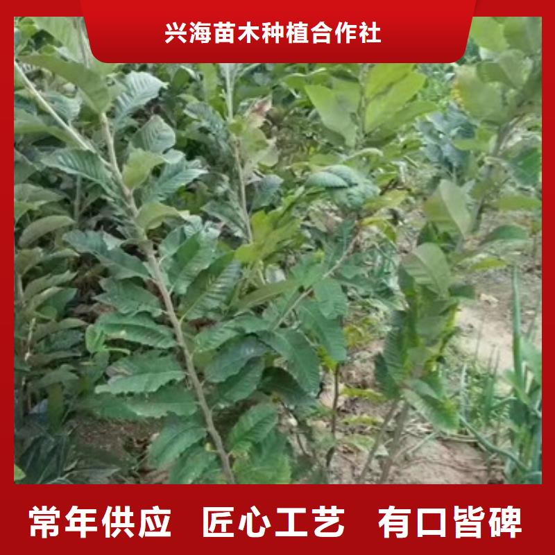 板栗苗核桃苗一站式供应厂家