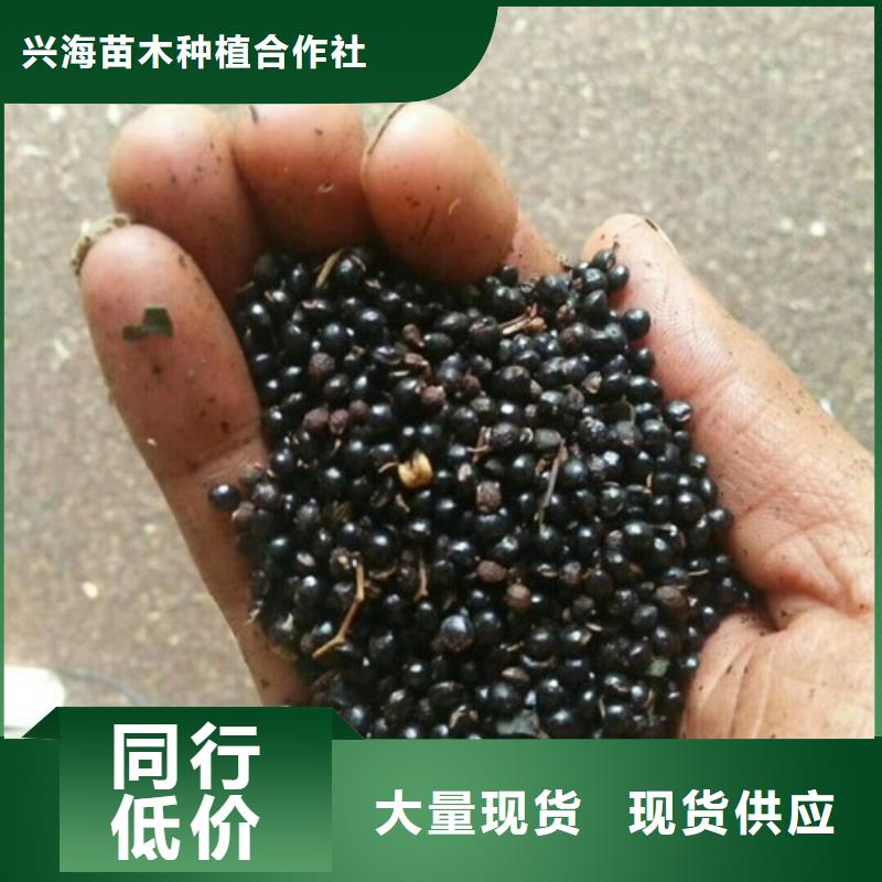 花椒苗,梨树苗海量货源