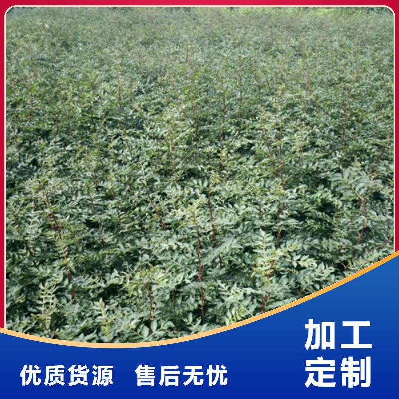 花椒苗板栗苗厂家供应