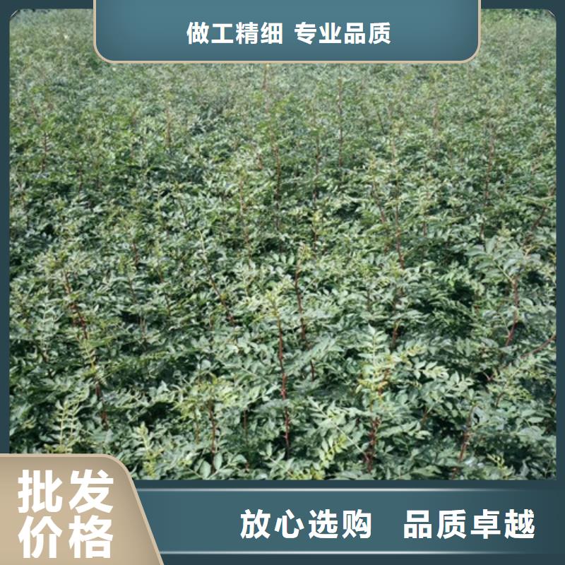 花椒苗桃树苗为品质而生产