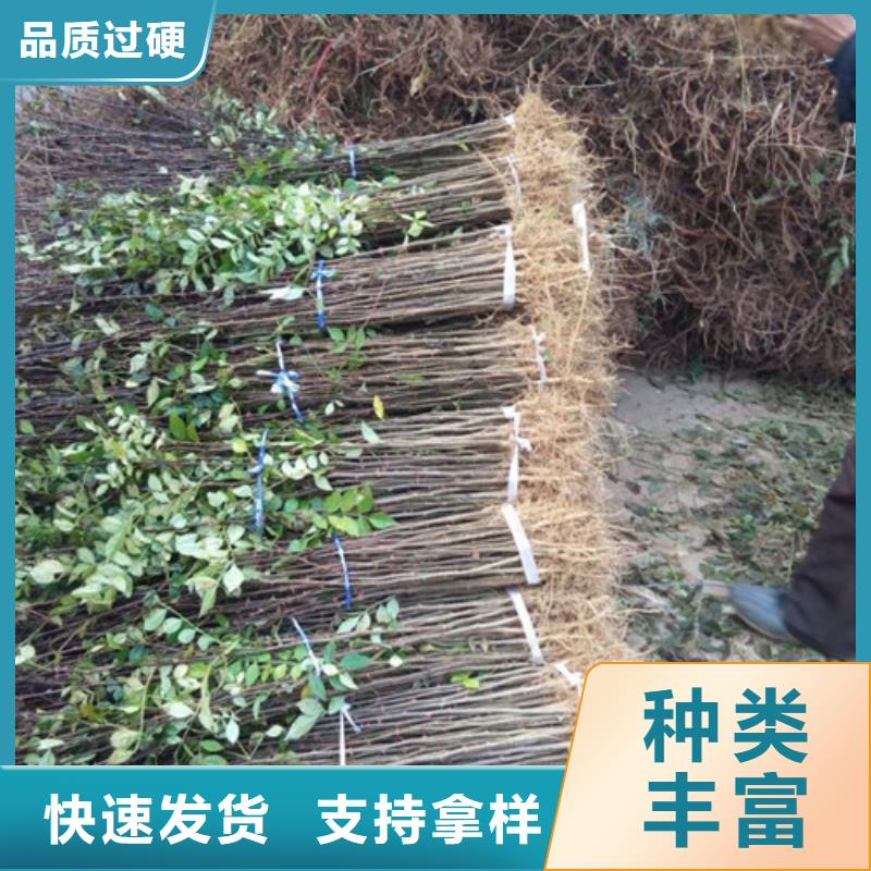 花椒苗梨树苗免费寄样