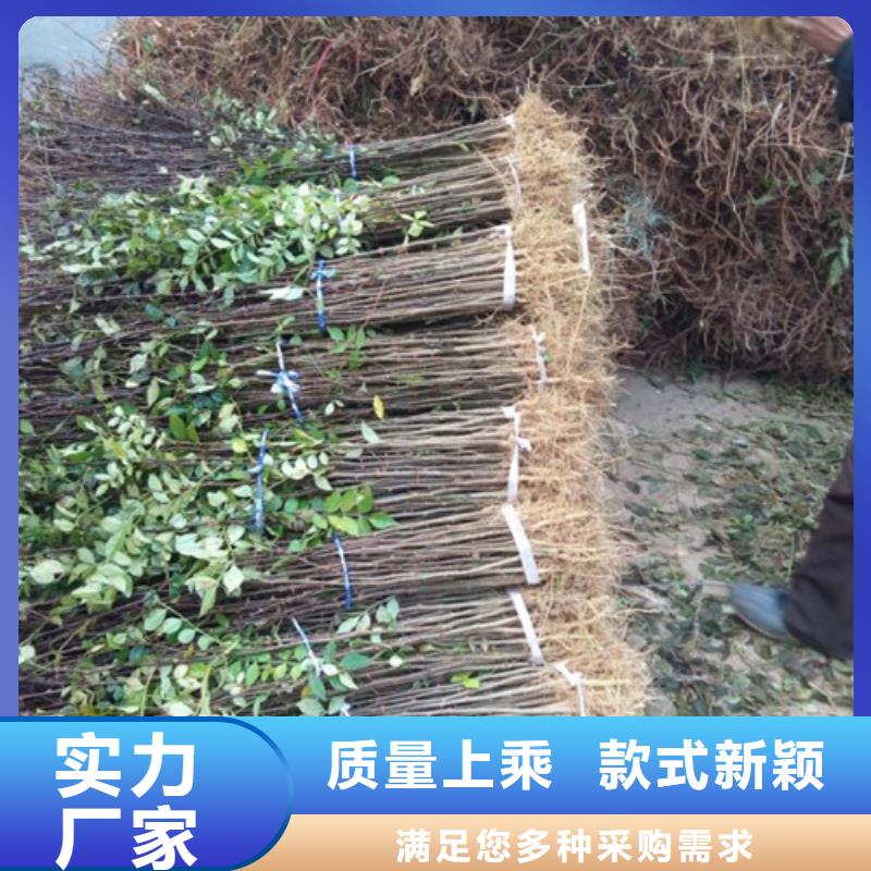 兴海【花椒苗】,蓝莓苗源头厂家直销39065.com