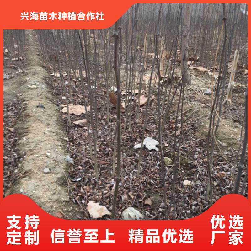 【花椒苗】_核桃苗产品实拍