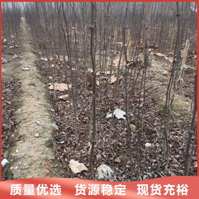 花椒苗梨树苗实体厂家大量现货