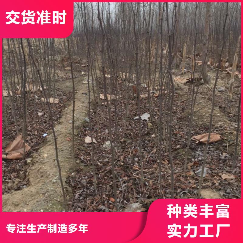 花椒苗板栗苗量大更优惠