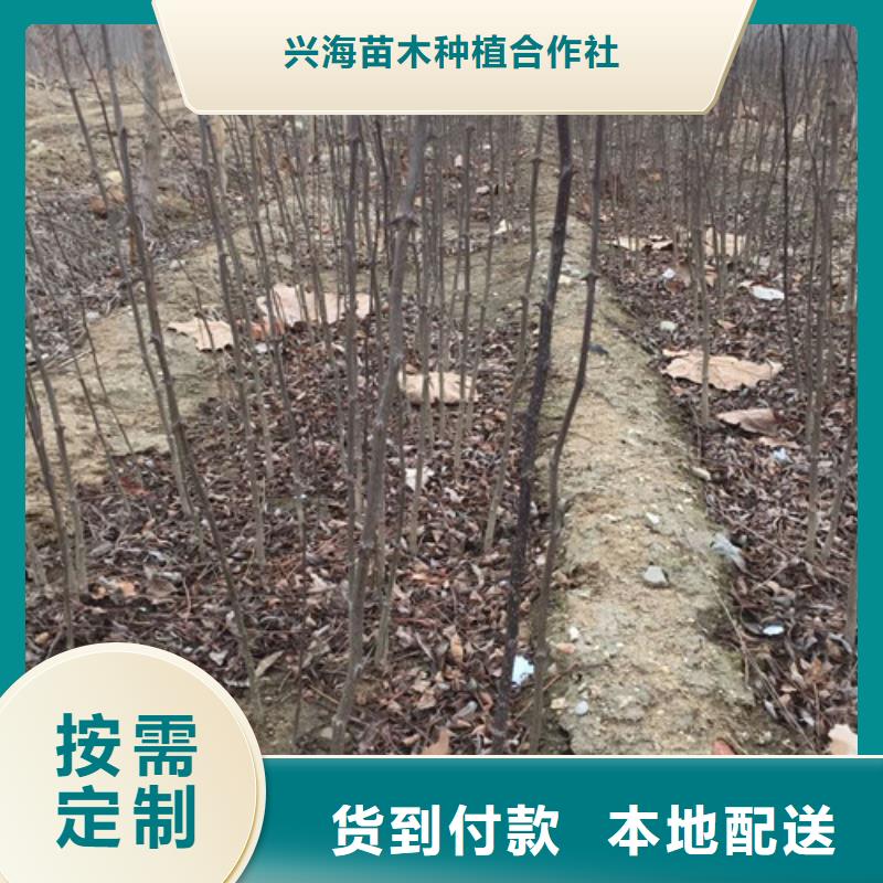 花椒苗桃树苗为品质而生产