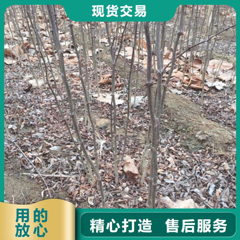 【花椒苗】_桃树苗质量三包兴海
