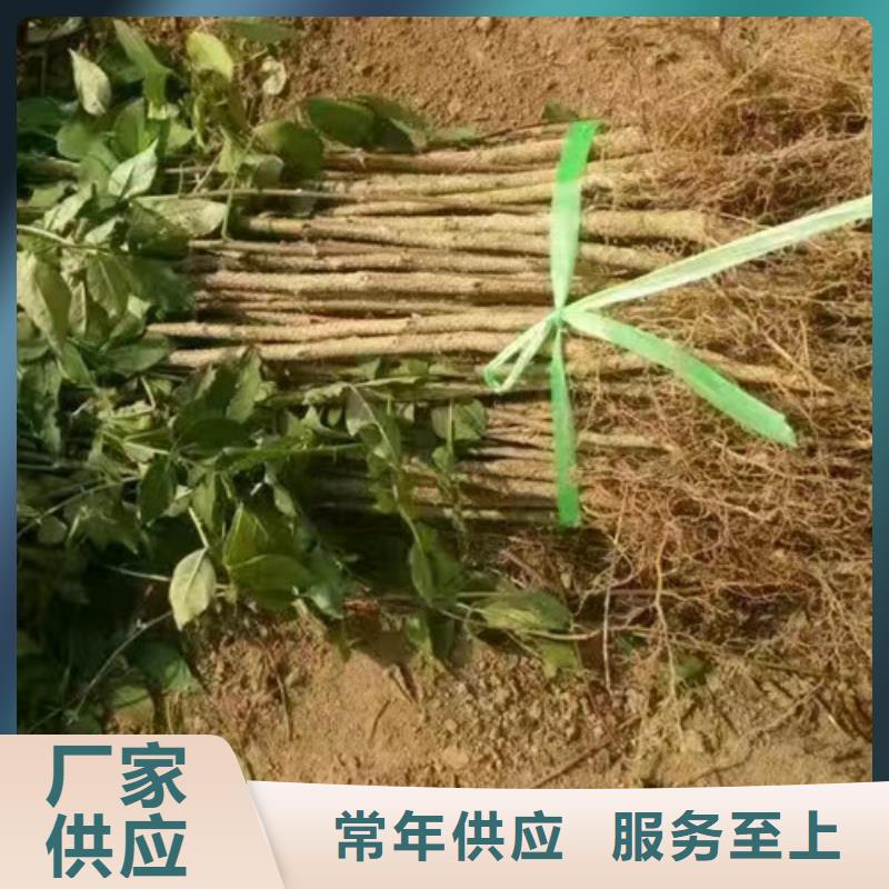 花椒苗梨树苗精心
