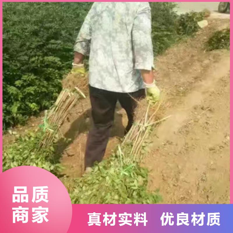 宁波选购花椒苗,梨树苗为您精心挑选