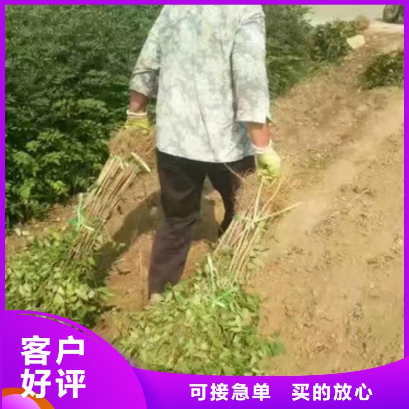 【花椒苗】-桃树苗品质服务