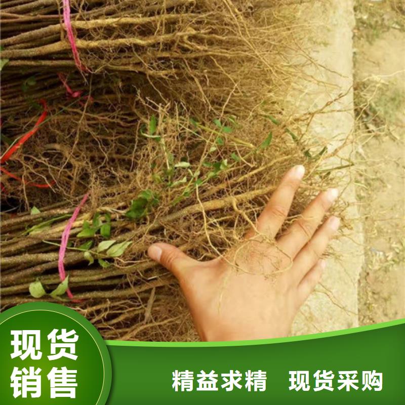 花椒苗葡萄苗出货快