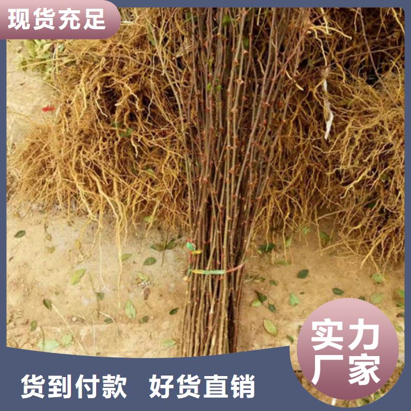 花椒苗蓝莓苗多种规格供您选择